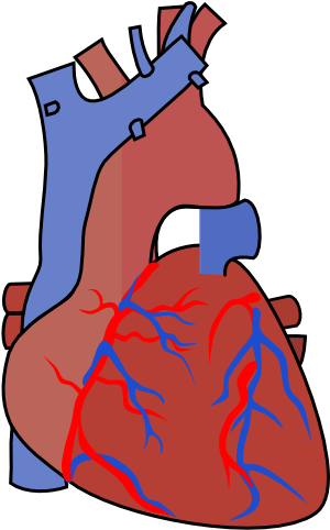 Svg Library Stock Diagram Vein Clip Art At Clker Com - Clip Art Heart Organ (354x596), Png Download