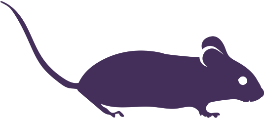 Rat (900x600), Png Download