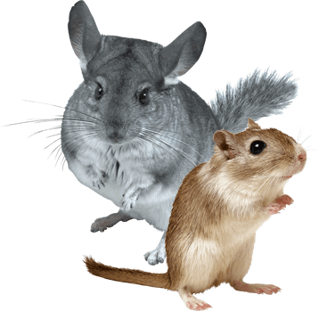 Small Animal Products - Gerbil Animal (358x349), Png Download
