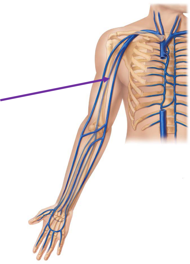 Median Cubital Vein Location (651x907), Png Download