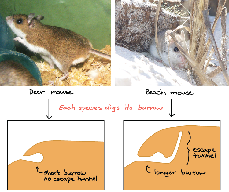 Behavior That An Animal Doesn T Need (749x629), Png Download