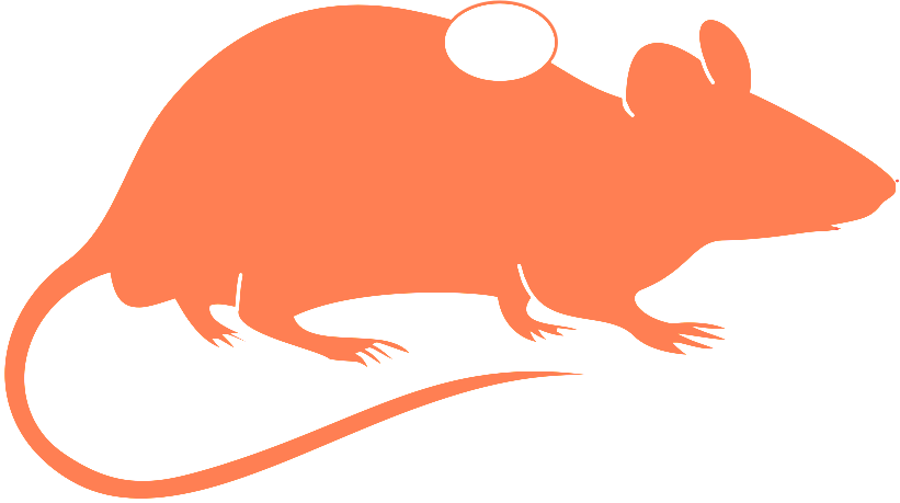 Xenogeneic Models - Orange-brown Atlantic Tree-rat (821x459), Png Download