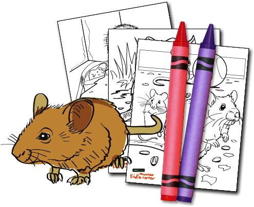 Download Activity Kit - Rat (520x420), Png Download
