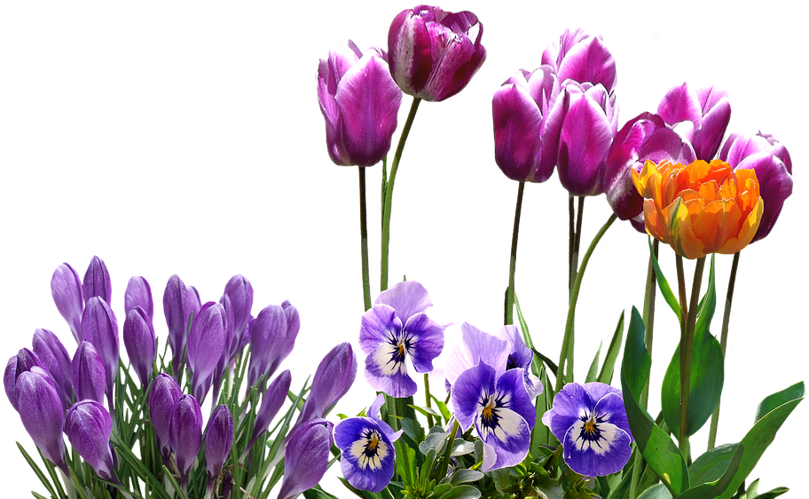 Crocus Png Transparent Images - Spring Tulips Png (960x710), Png Download