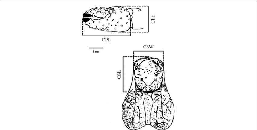 Clibanarius Antillensis Stimpson, (850x430), Png Download