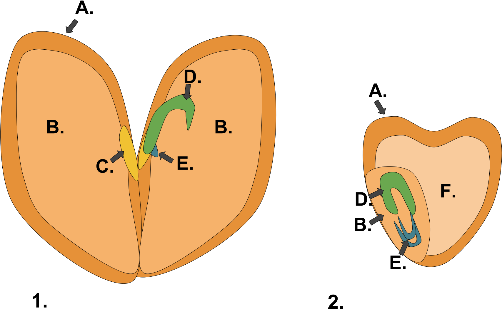 File Monocot Dicot Svg Wikimedia Commons Open (2000x1148), Png Download