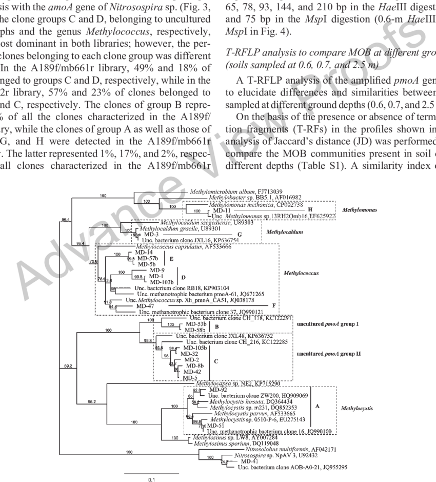 Phylogenetic Tree Of Partial Pmoa And Amoa Nucleotide (850x939), Png Download