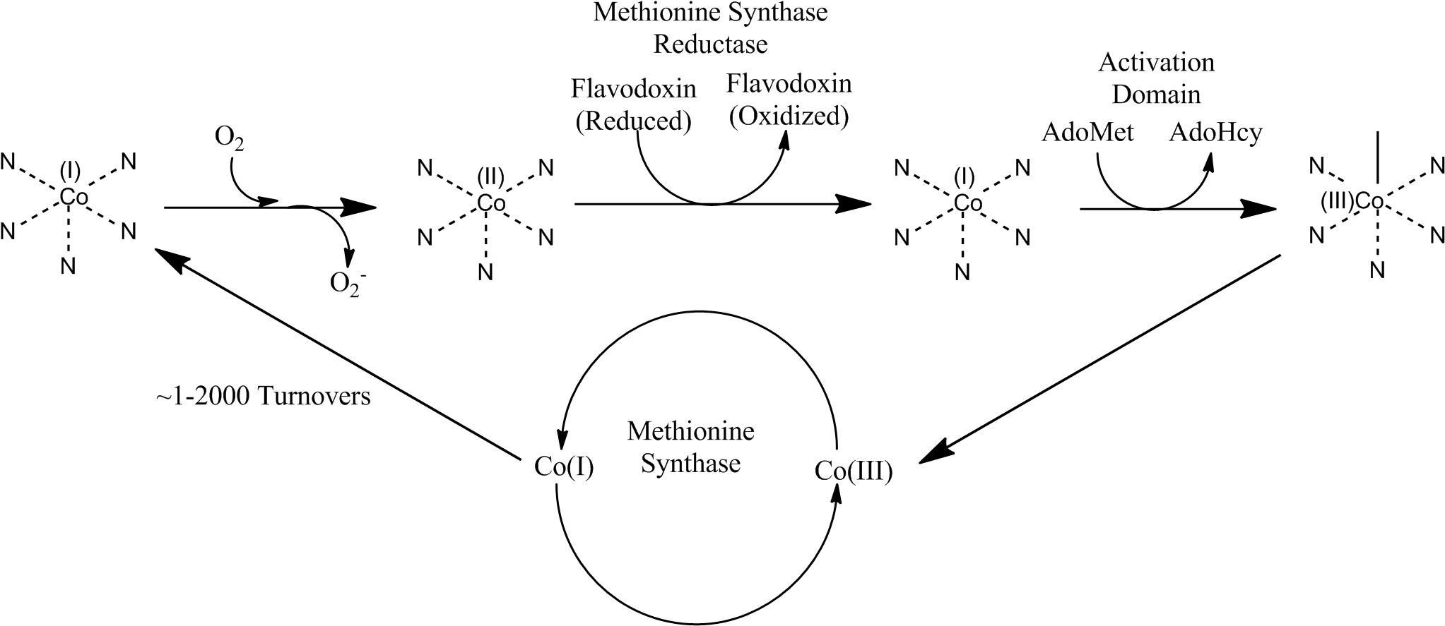 Methionine Synthase Reductase Pathway (2064x911), Png Download
