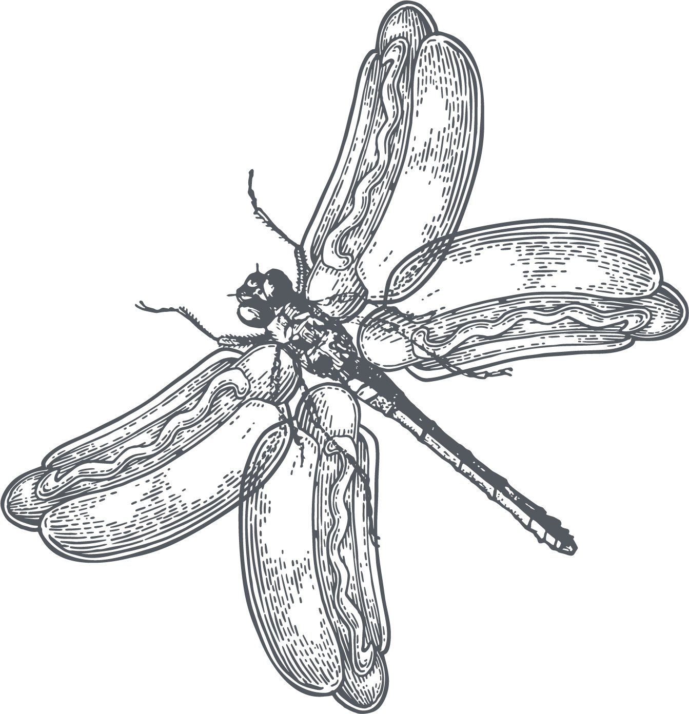 The Hopper Dragon Hotdog Fly (1343x1392), Png Download
