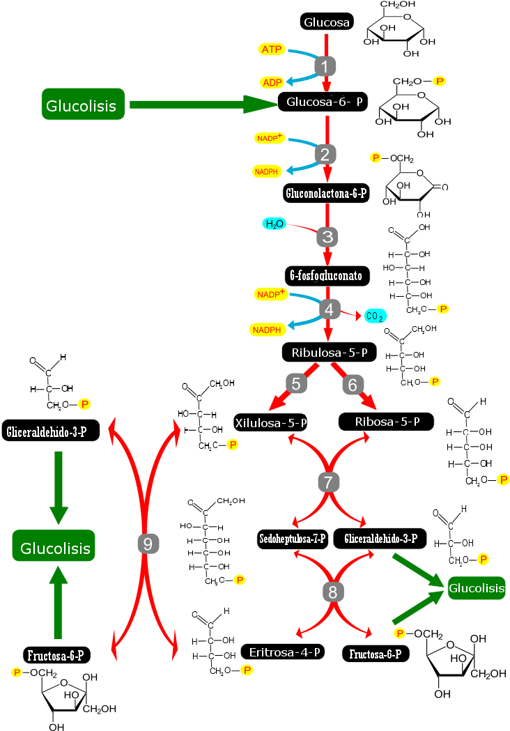 Pentose Phosphate Pathway-es (744x1052), Png Download