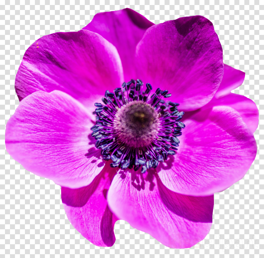 Purple Flower Png Clipart Clip Art (900x880), Png Download