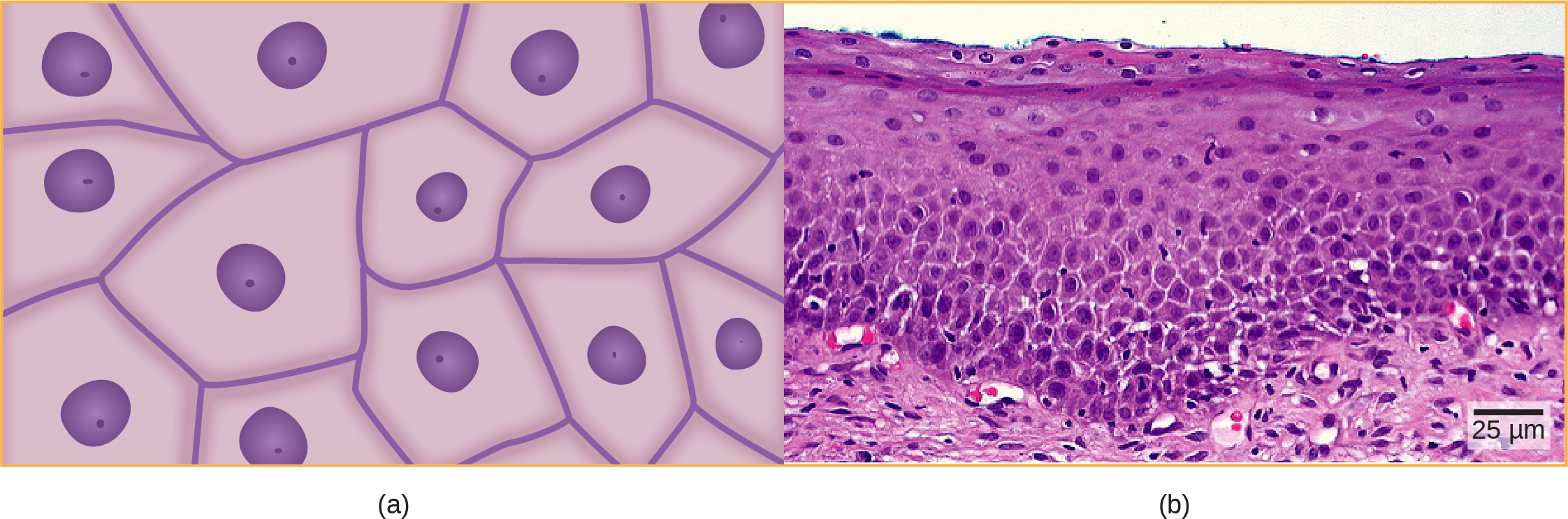 Illustration A Shows Irregularly Shaped Cells With (2244x743), Png Download