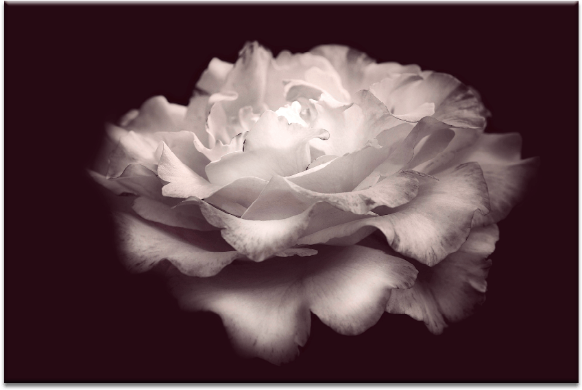 Wild Rose (900x900), Png Download