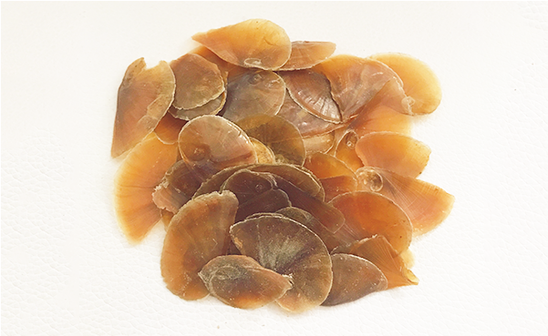 Shells Png (640x640), Png Download