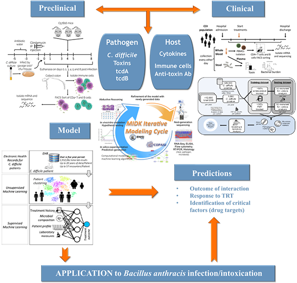 Translate The Cdi Model To Infection With Bacillus (600x573), Png Download