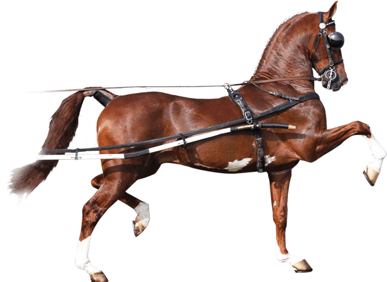 Back In “the Harness” Again After A Wonderfully Calm (773x559), Png Download