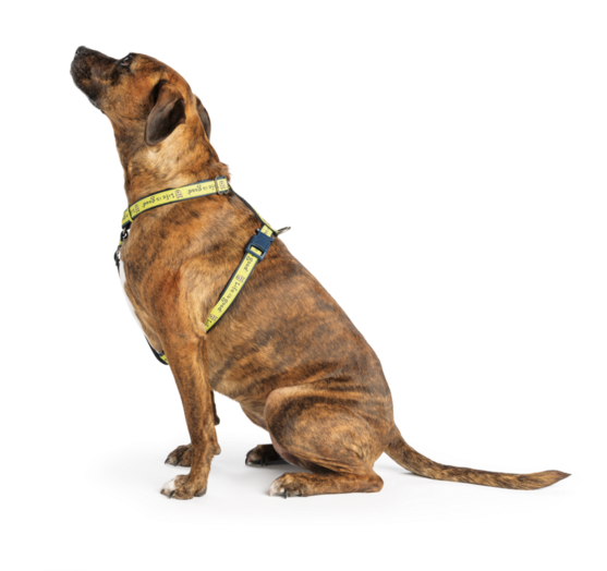 Rocket Nylon Dog Harness Life Is Good Rh Lifeisgood (570x570), Png Download