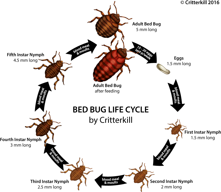 Bedbug Lifecycle Lrg (900x782), Png Download