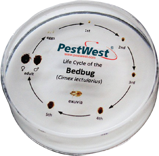 Bed Bug Png (800x600), Png Download