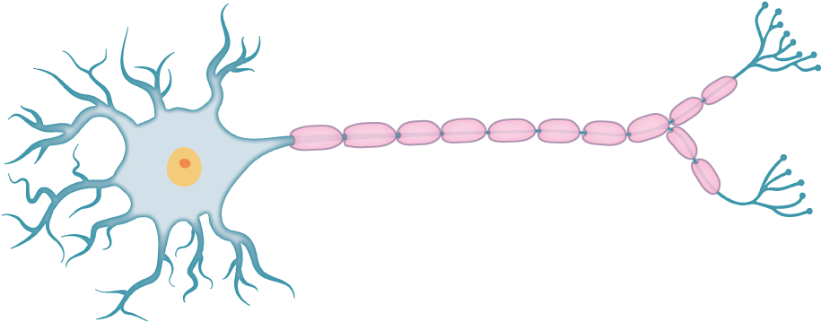 Neuron Png (1134x632), Png Download