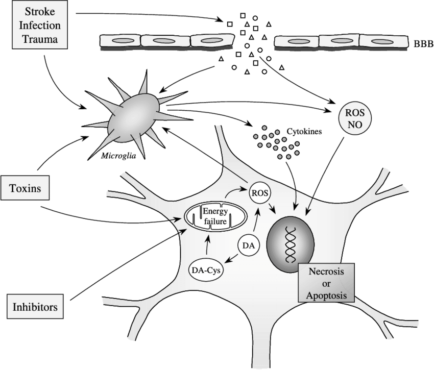 Neuron-glia Interactions That May Lead To Neuronal (850x725), Png Download