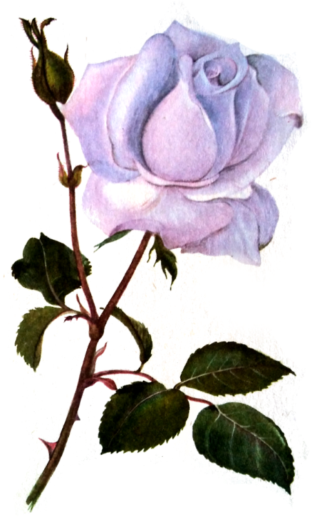 Tumblr Png Collage (477x750), Png Download