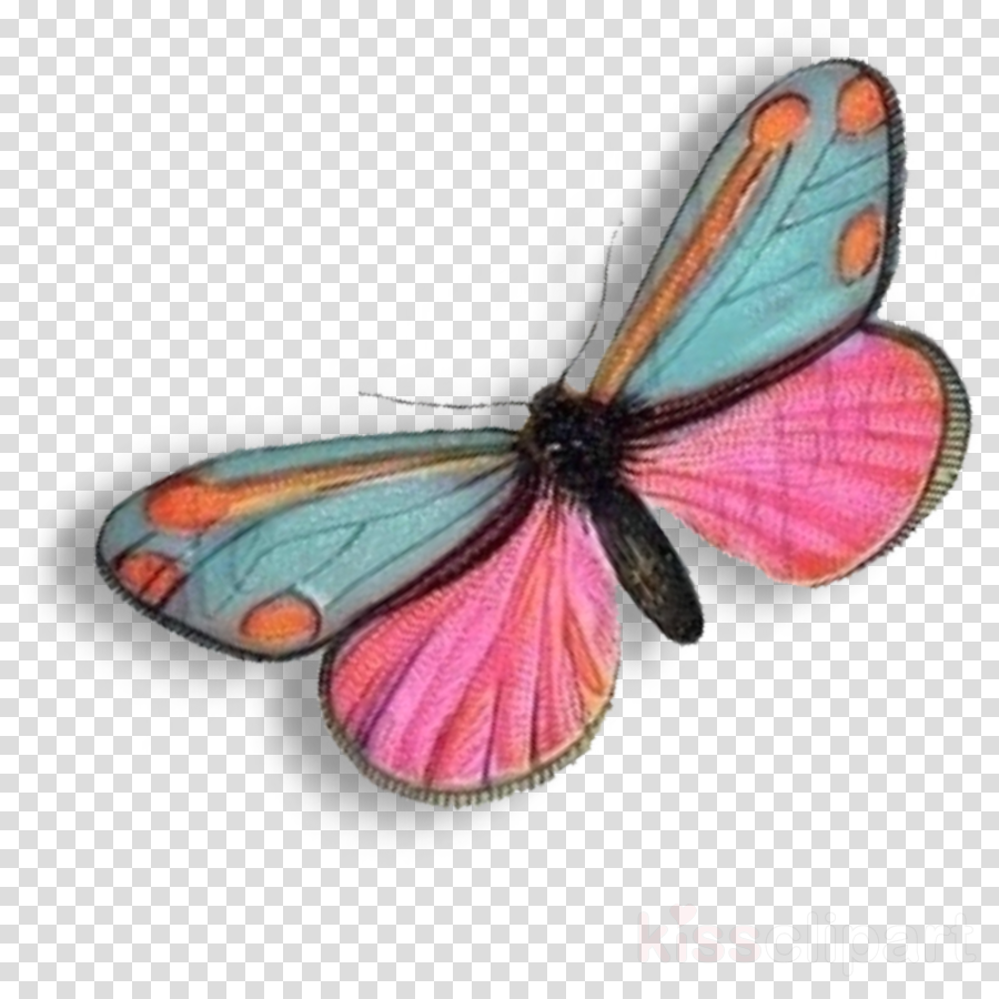 Download Monarch Butterfly Clipart Monarch Butterfly (900x900), Png Download