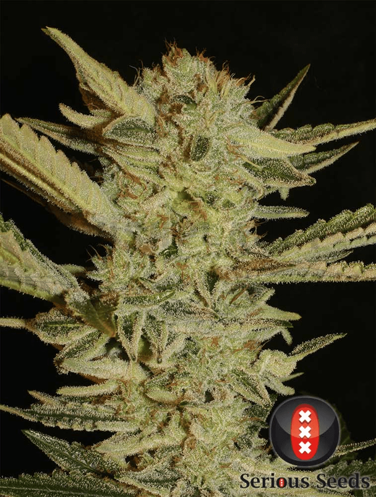 Weed Plants Png (757x1000), Png Download