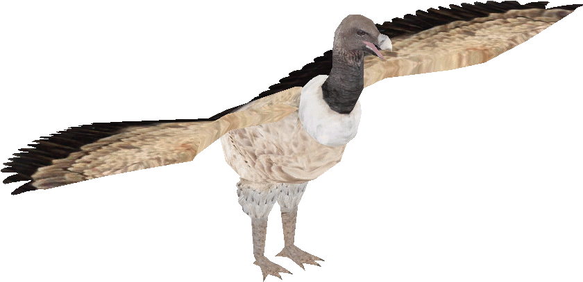 Indian Vulture (880x880), Png Download