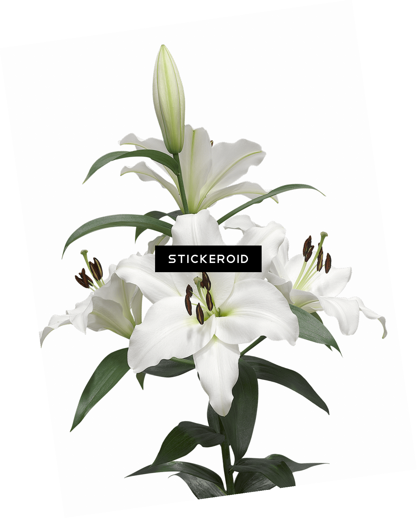 Water Lily (1409x1751), Png Download