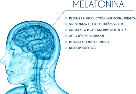 Melatonina Ventajas V2 (640x486), Png Download