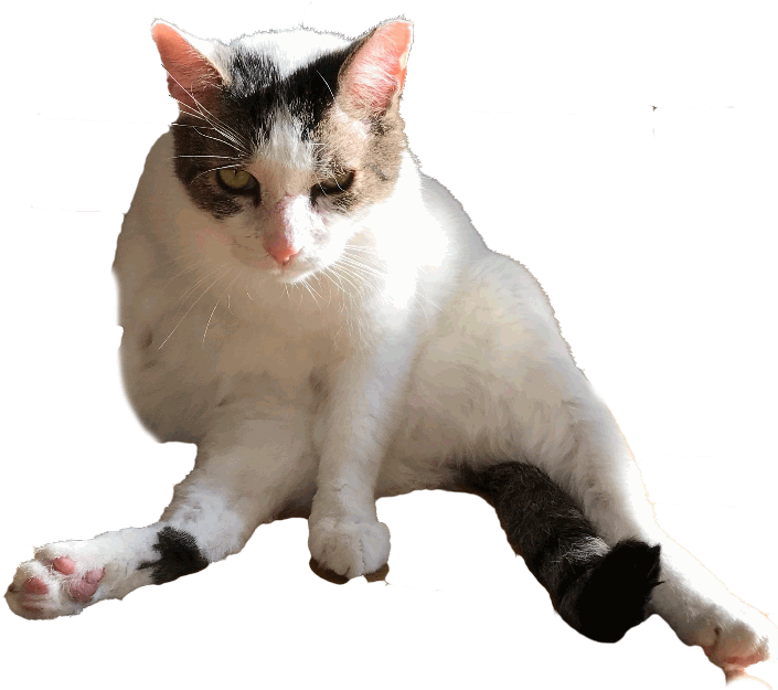 Your Cat Snowball Messages Sticker-1 (716x625), Png Download
