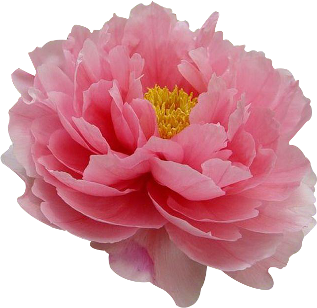 Moutan Flower Tree Paeonia Coral Charm Transprent (1024x768), Png Download