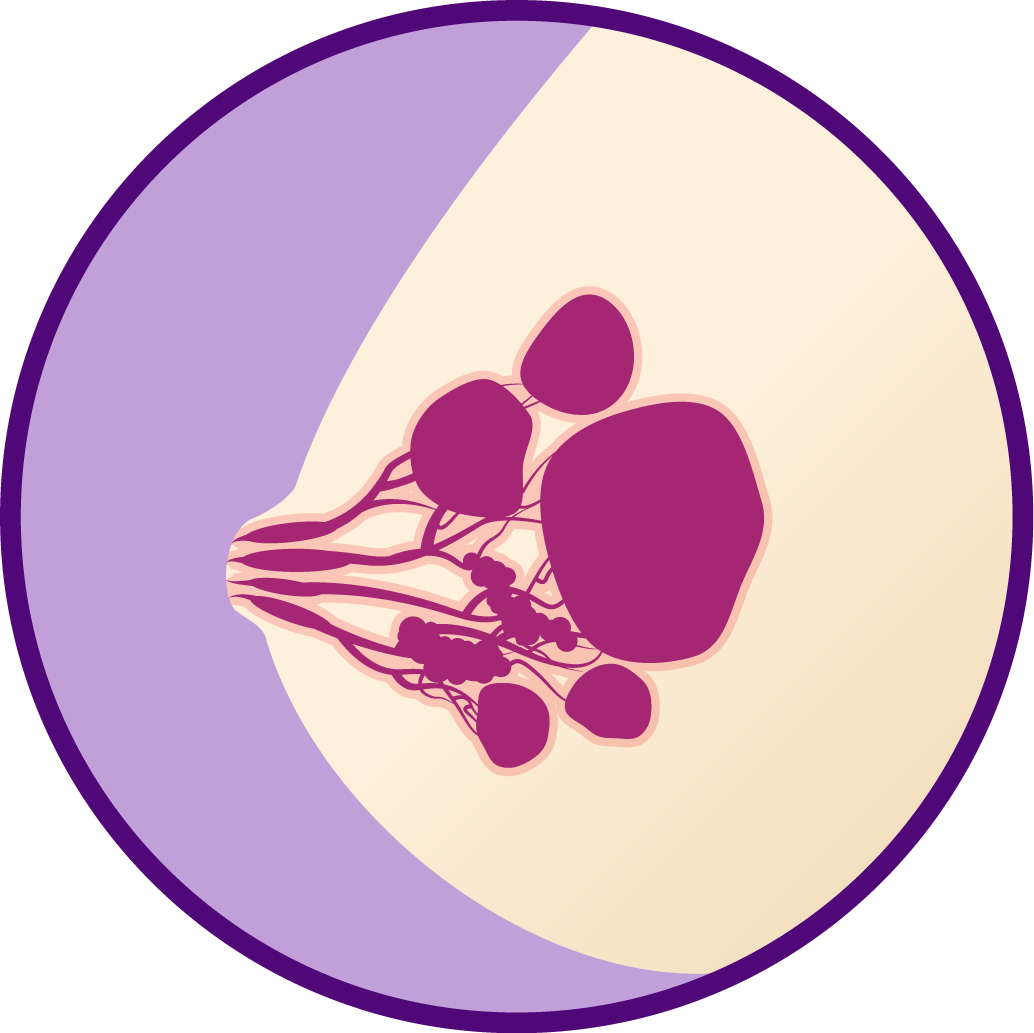 Normal Fibrocystic (1034x1033), Png Download