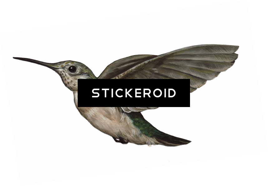 Hummingbird S Birds (859x596), Png Download