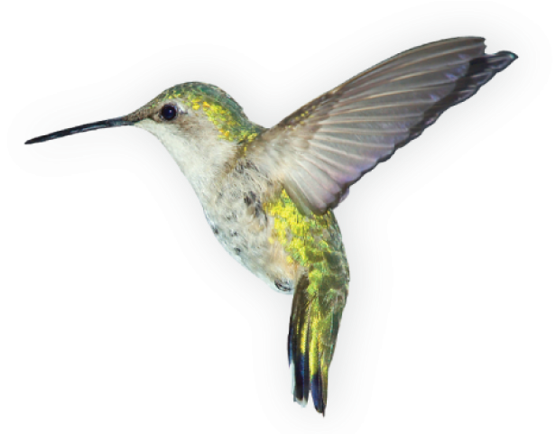 Humming Bird Png (640x480), Png Download