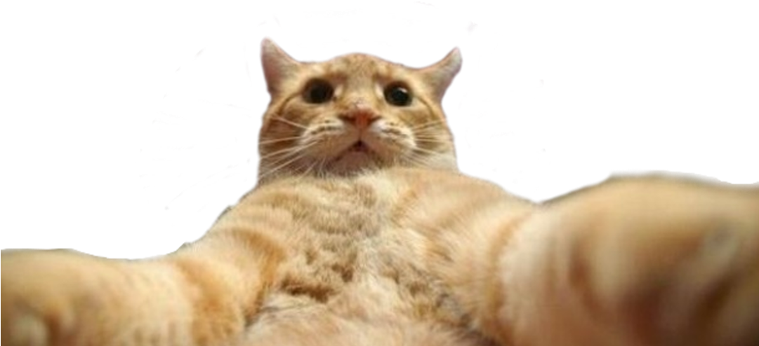 Filterselfie Cat (1080x1920), Png Download