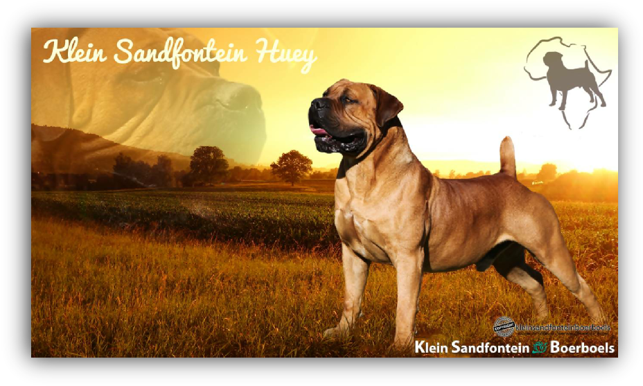 He Has A Sweet Nature And Is A Happy, Proud Dog That (943x572), Png Download