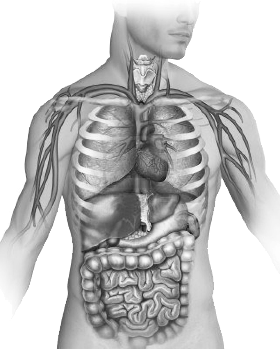 Pulmones (963x1200), Png Download