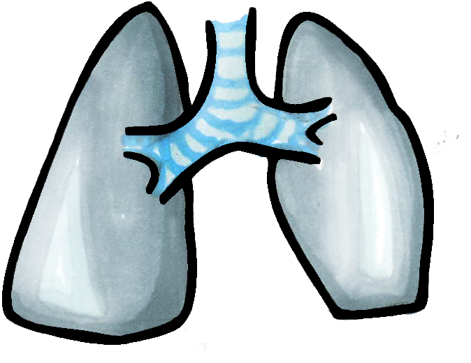 Corazón Pulmones (708x568), Png Download