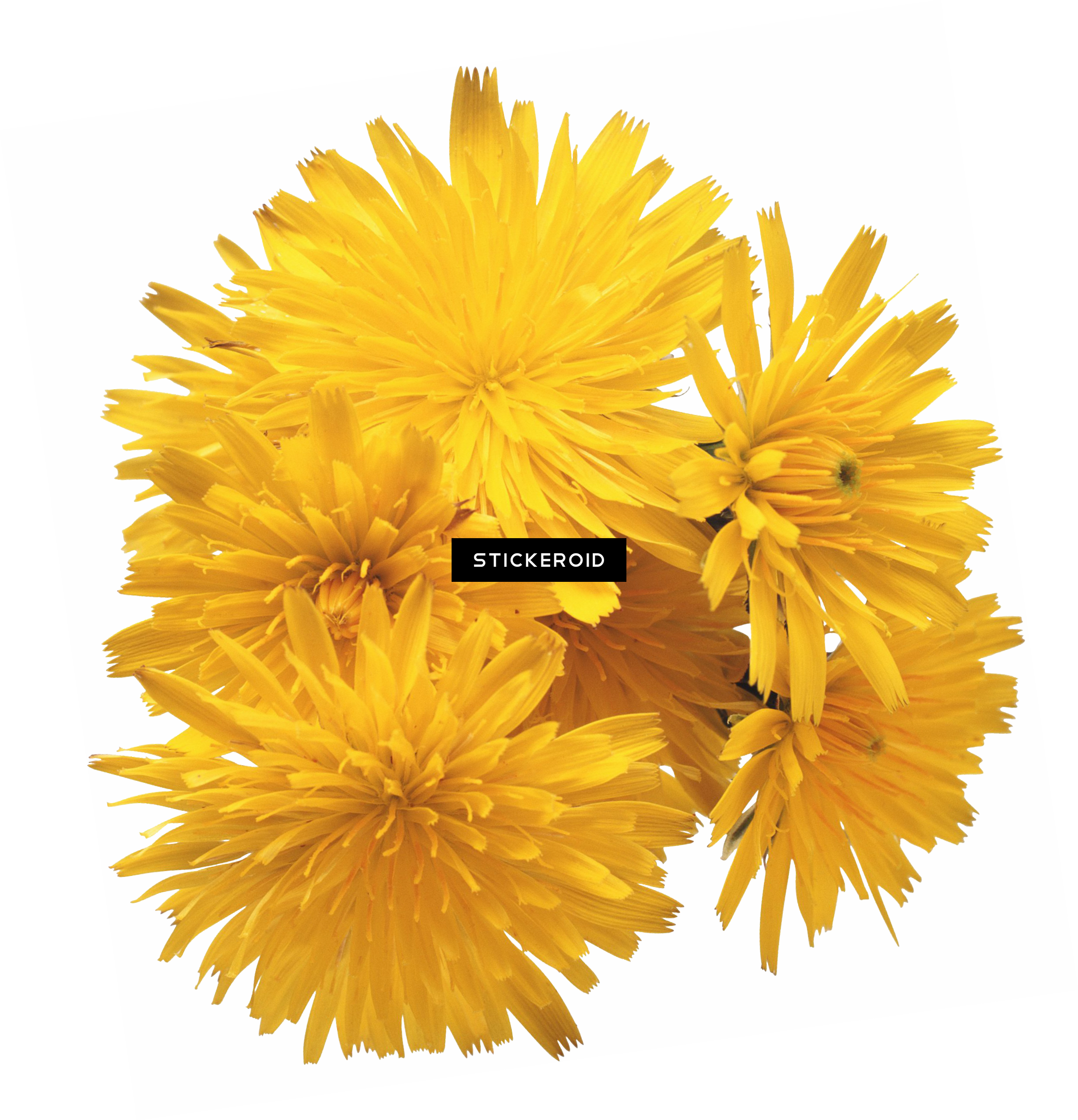 Dandelion (2220x2308), Png Download