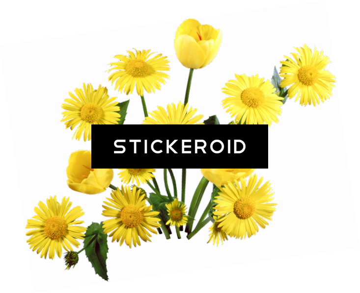 Dandelion (733x598), Png Download