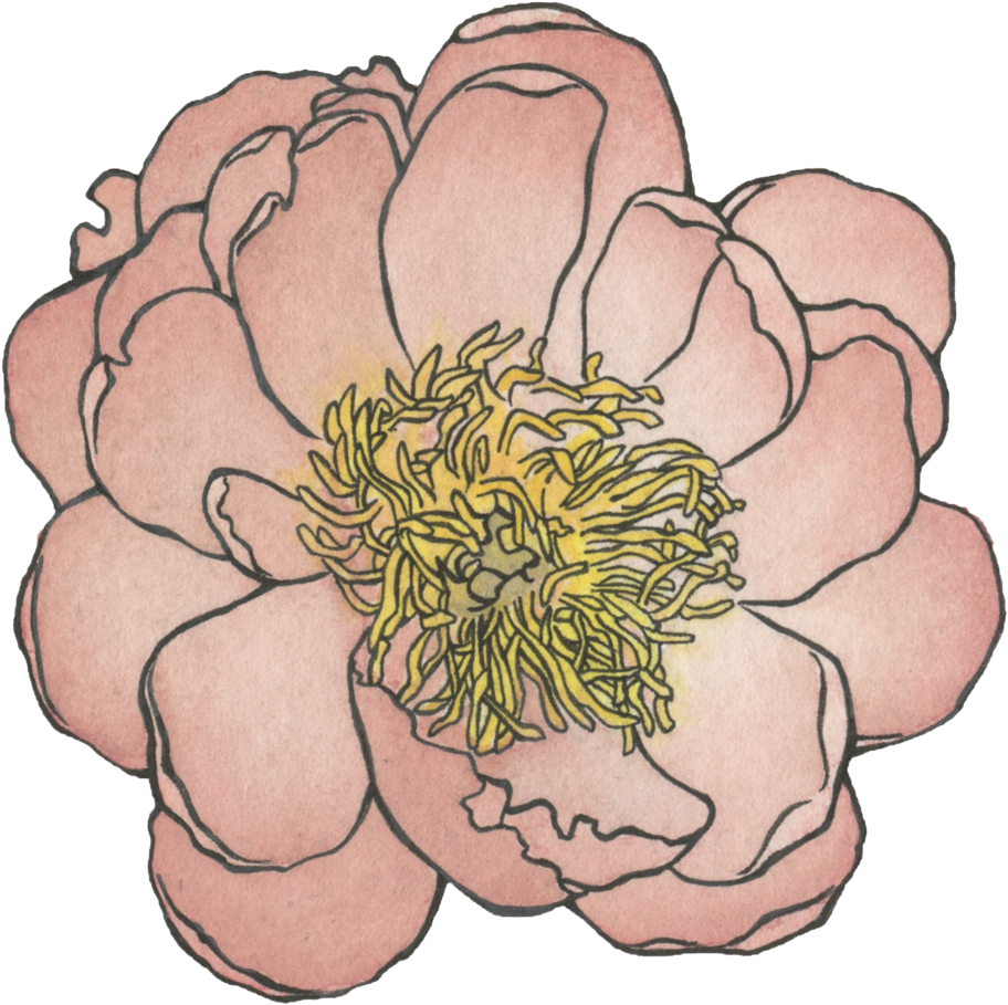 Peony , Watercolor And Ink (1000x989), Png Download