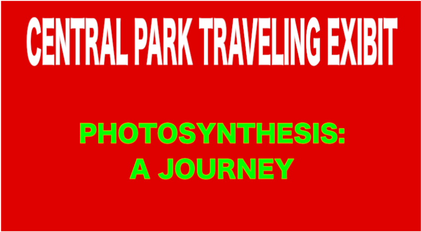 Photosynthesis (1280x720), Png Download