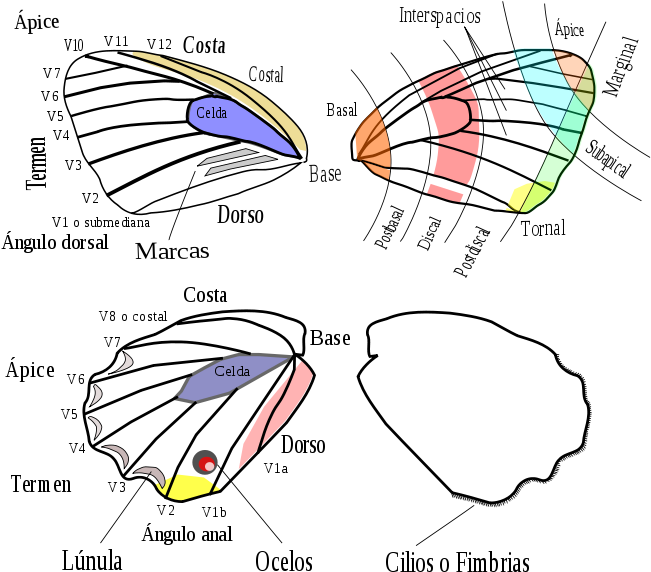 Alas De Mariposa (685x599), Png Download