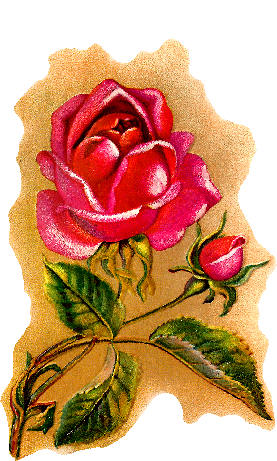 Flower Rose Illustration Vintage Art (1110x1550), Png Download