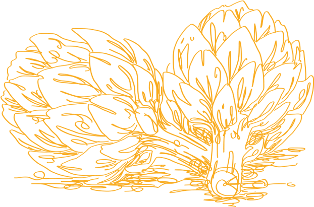 Artichokedrawing (950x500), Png Download