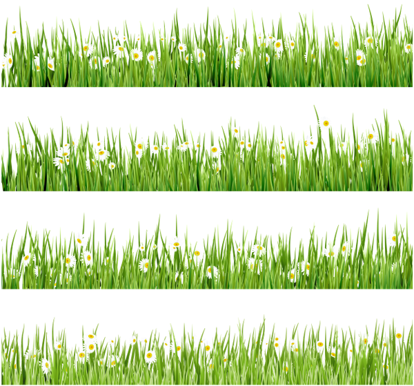 Флора, Зеленая Трава, Green Grass (600x559), Png Download