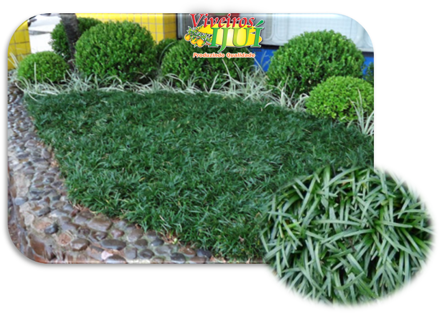 Clip Art Viveiros Iju Em Leiva (869x622), Png Download