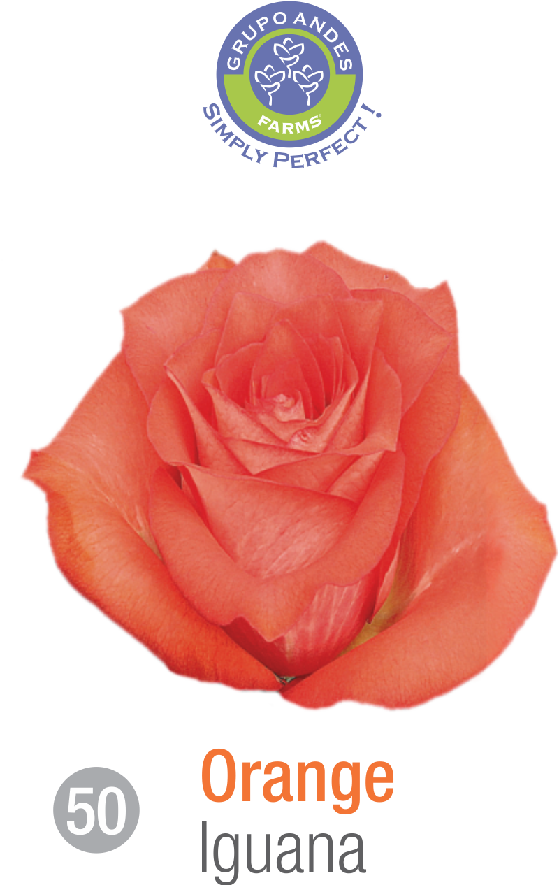 Rosa Variedad Iguana (800x1266), Png Download